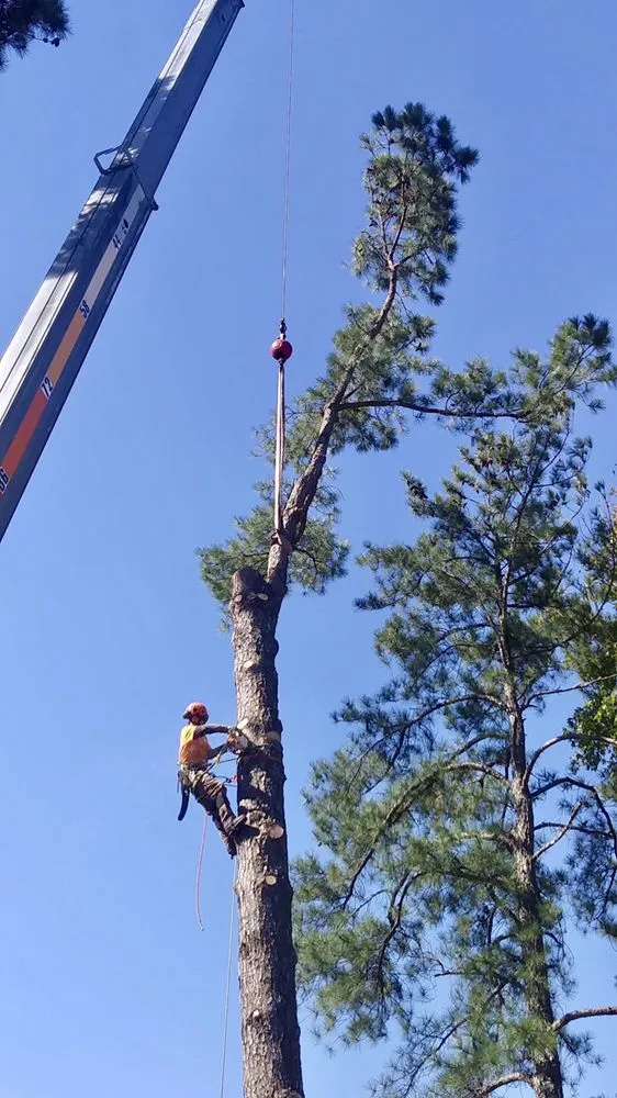 Reliable landscape installation near you in Bahama, NC by Johnson Tree Experts