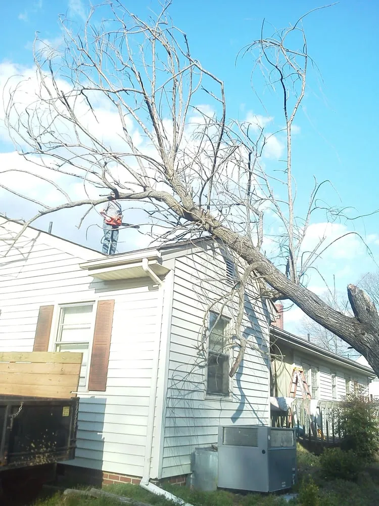 Reliable yard cleanup service for residential properties in Bahama, NC by Johnson Tree Experts
