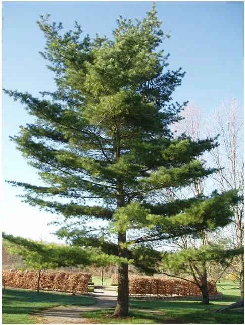 Local outdoor landscaping experts serving Fort Wayne, IN - Johnson Tree Service Fort Wayne