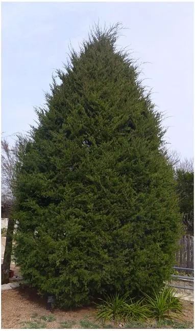 Reliable yard cleanup service in Fort Wayne, IN - Johnson Tree Service Fort Wayne