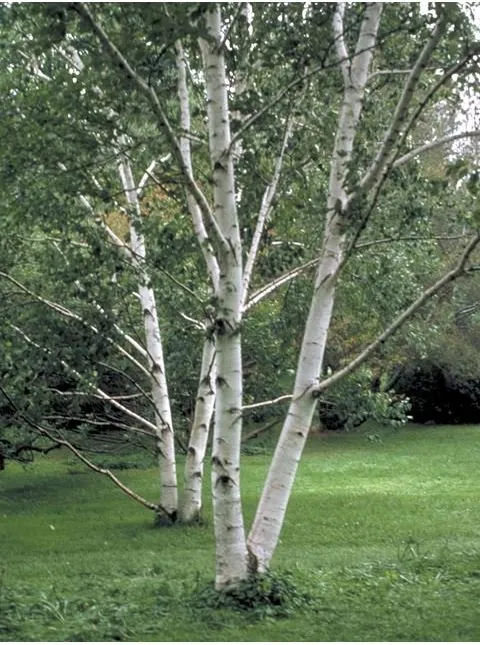 Custom landscape installation for beautiful yards across Fort Wayne, IN - Johnson Tree Service Fort Wayne