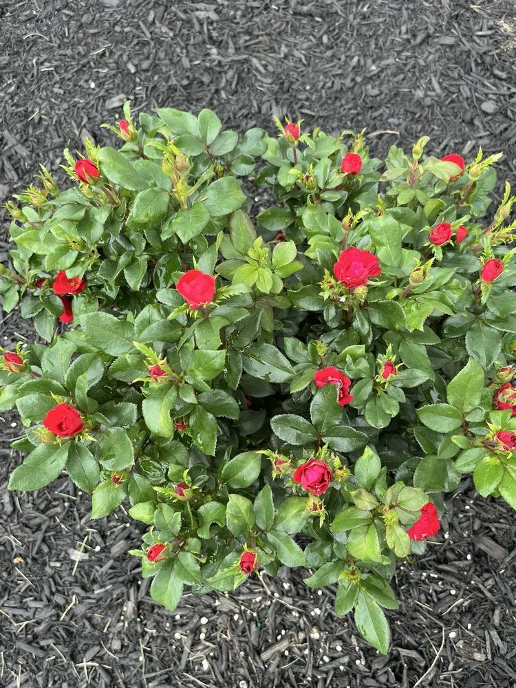 Local outdoor landscaping experts serving Monroeville, NJ - Johnsons Landscaping