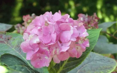 Top-rated outdoor landscaping experts serving Chevy Chase, MD - Johnson's Landscaping Service