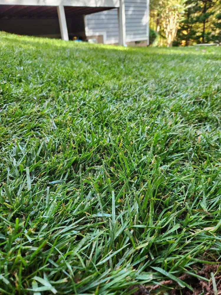 Top-rated landscaping services for year-round maintenance in Franklinton, NC by Johnson's Lawn Care & landscaping