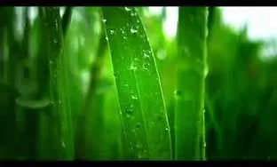 Professional yard cleanup service near you across Winter Haven, FL - Johnsons Lawn Service