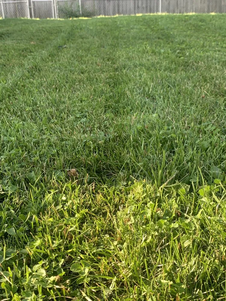 Trusted yard cleanup service in Springfield, IL - Johnson’s Lawncare Service’s & More