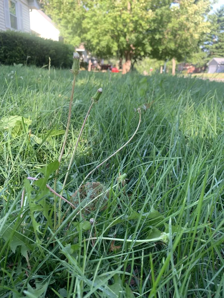 Professional landscape design with custom design across Springfield, IL - Johnson’s Lawncare Service’s & More