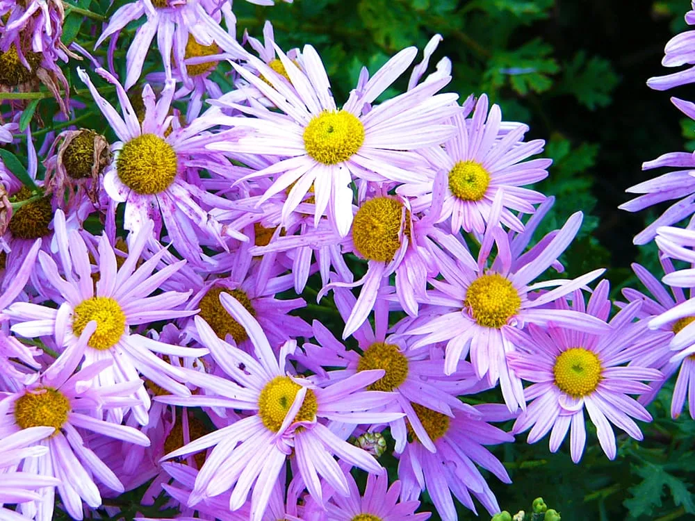 Expert landscaping services experts serving Menomonee Falls, WI - Johnson's Nursery