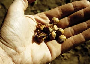 Top-rated outdoor landscaping in Menomonee Falls, WI - Johnson's Nursery