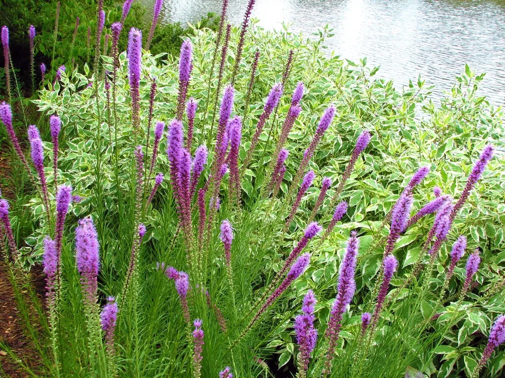 Professional yard cleanup service experts serving Menomonee Falls, WI - Johnson's Nursery