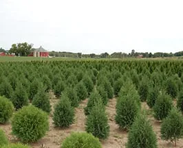 Professional landscape installation for residential properties in Menomonee Falls, WI by Johnson's Nursery