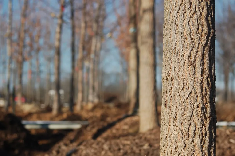 Affordable landscape installation in Menomonee Falls, WI by Johnson's Nursery