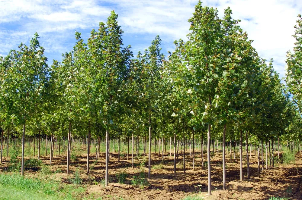 Affordable lawn mowing service in Menomonee Falls, WI by Johnson's Nursery