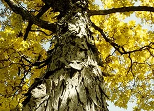 Reliable yard maintenance in Menomonee Falls, WI by Johnson's Nursery