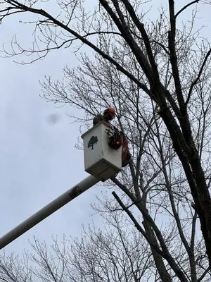 Johnson’s Property Services & Tree Removal