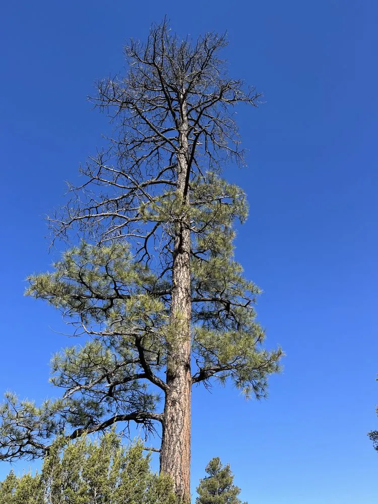 Expert lawn mowing service in Holbrook, AZ - Johnsons Services