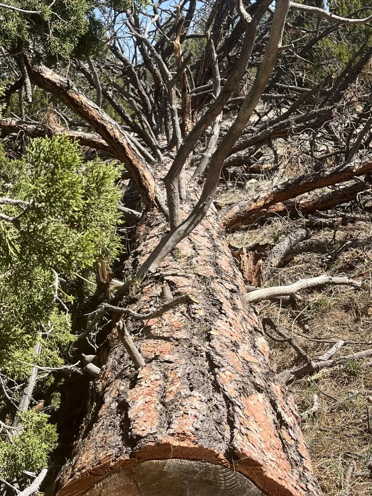 Custom lawn mowing service experts serving Holbrook, AZ - Johnsons Services