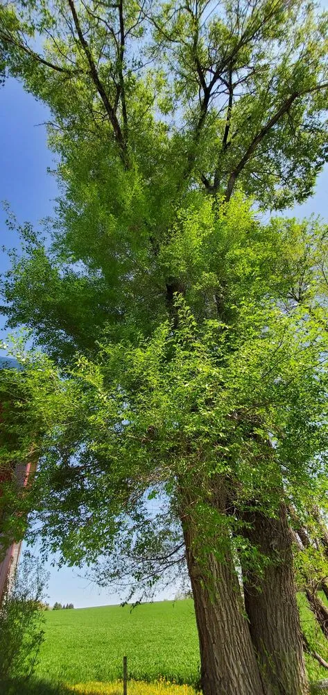 Local yard maintenance in Amery, WI - Johnson's Tree and Landscape LLC