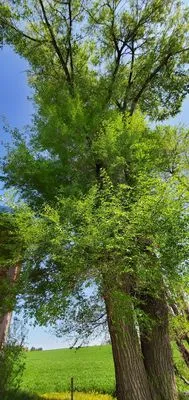 Johnson's Tree and Landscape LLC