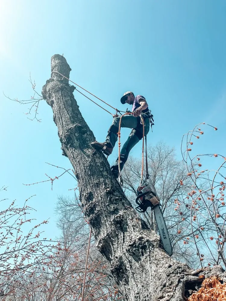 Affordable outdoor landscaping experts serving Front Royal, VA - Johnson's Tree and Outdoor Services