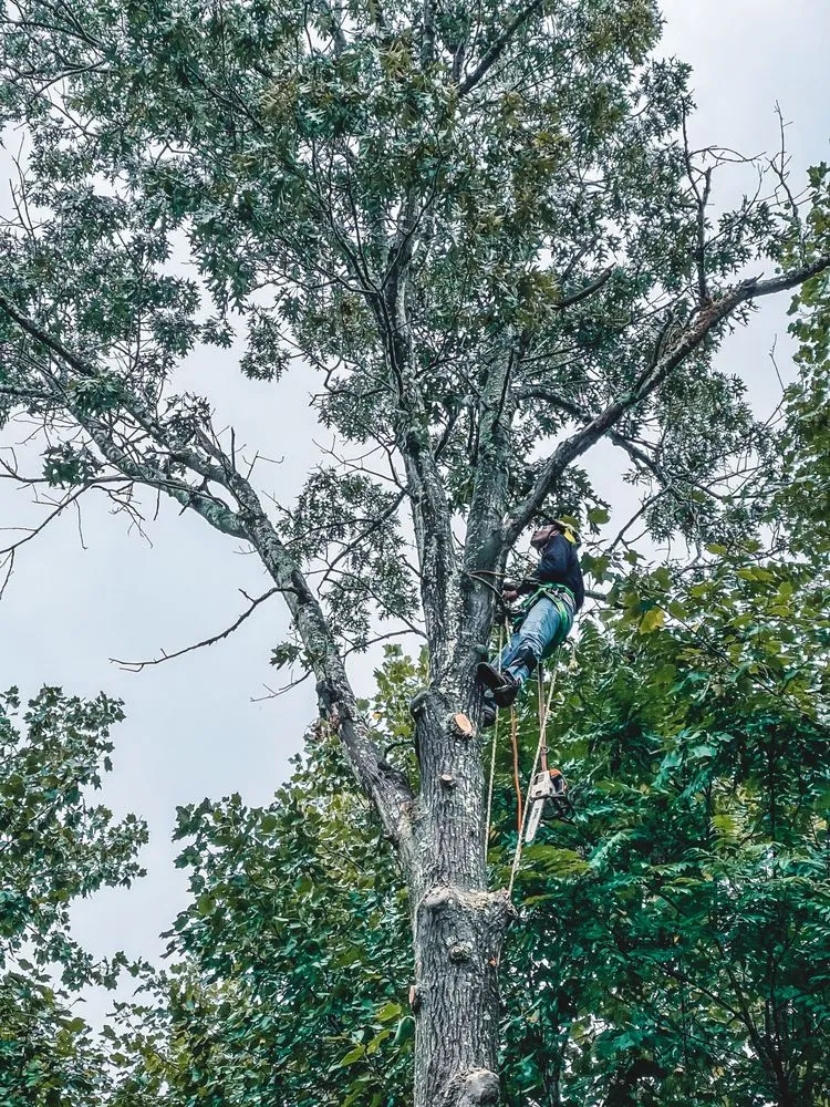 Professional lawn mowing service for year-round maintenance across Front Royal, VA - Johnson's Tree and Outdoor Services