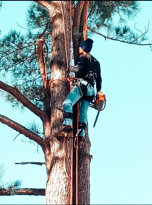 Reliable yard maintenance near you across Front Royal, VA - Johnson's Tree and Outdoor Services