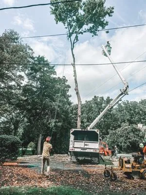 Johnson's Tree and Outdoor Services
