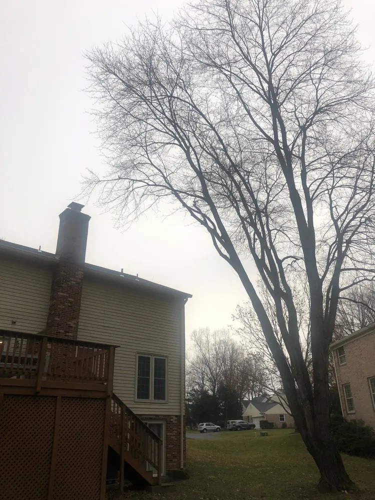 Expert yard cleanup service in Blacksburg, VA - Johnston Tree Service