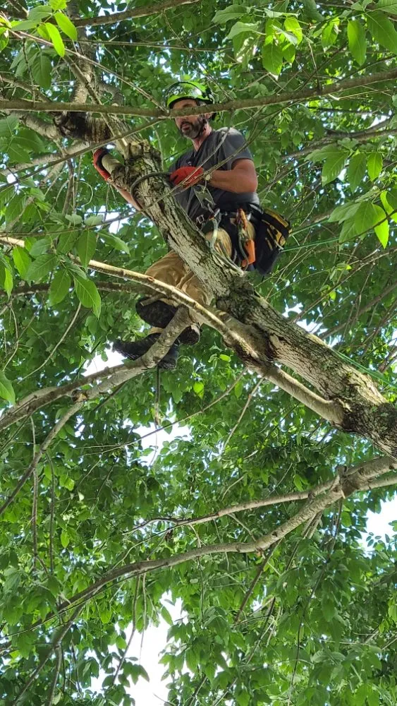 Custom lawn mowing service for homes in Blacksburg, VA by Johnston Tree Service