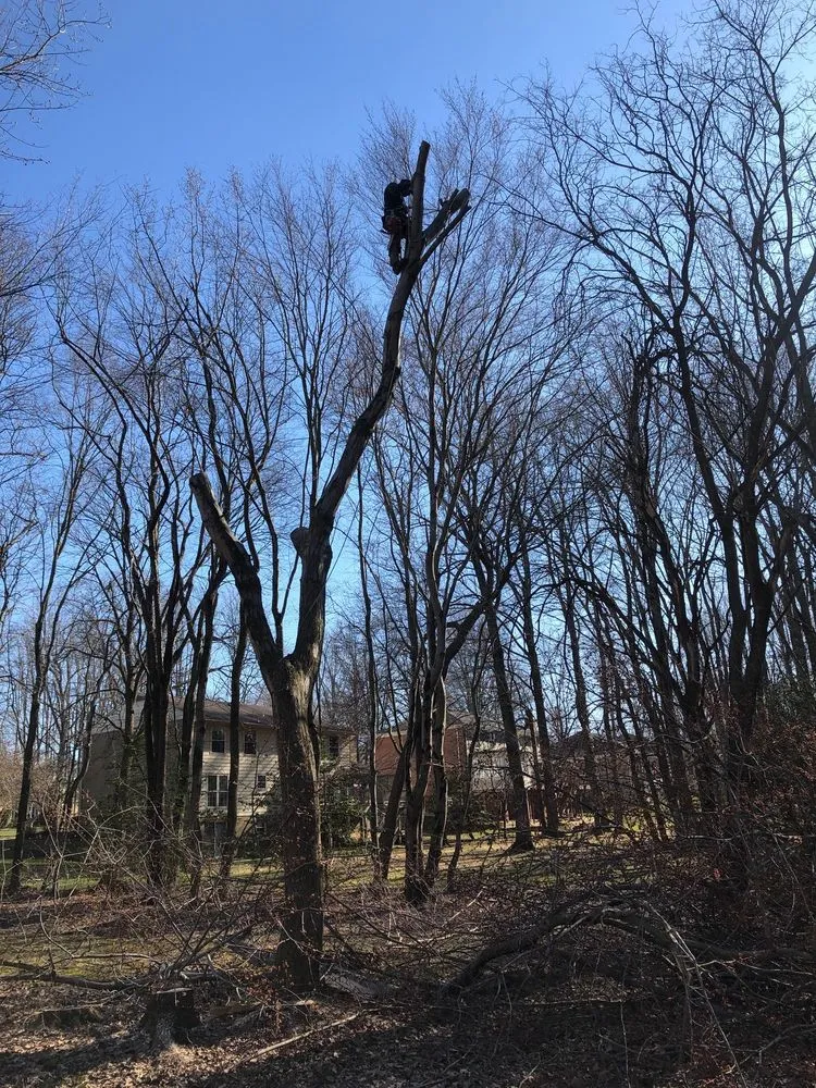 Affordable landscaping services for beautiful yards in Blacksburg, VA by Johnston Tree Service