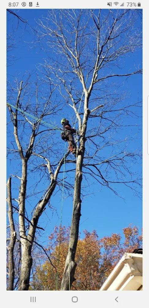 Local yard cleanup service for residential properties in Blacksburg, VA by Johnston Tree Service