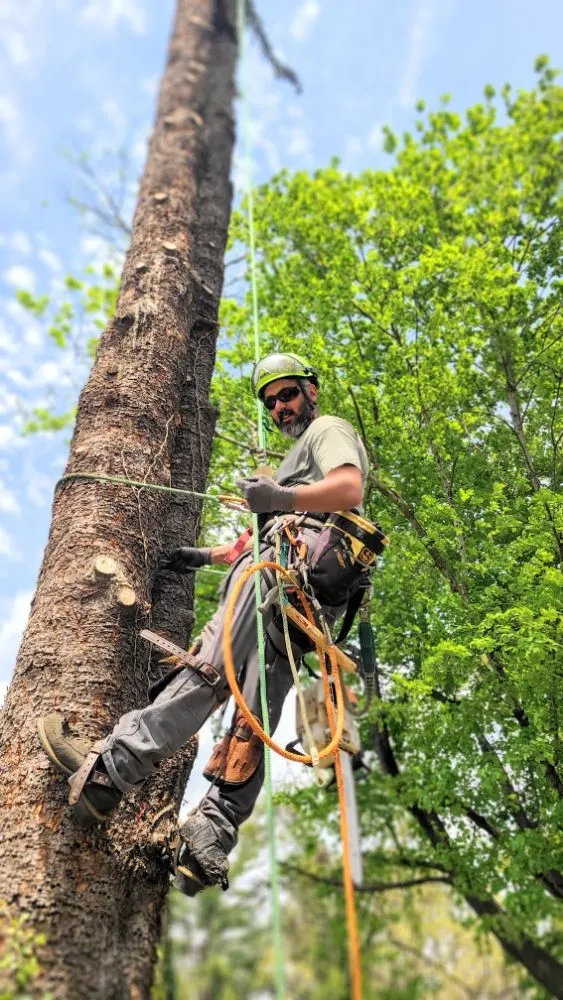 Professional lawn mowing service in Blacksburg, VA by Johnston Tree Service