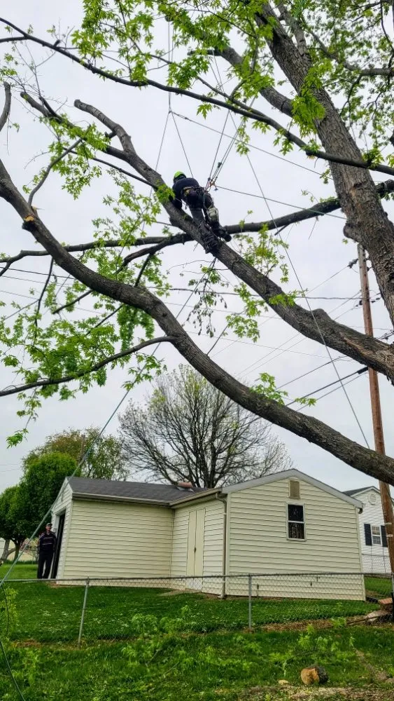Expert residential landscaping in Blacksburg, VA by Johnston Tree Service