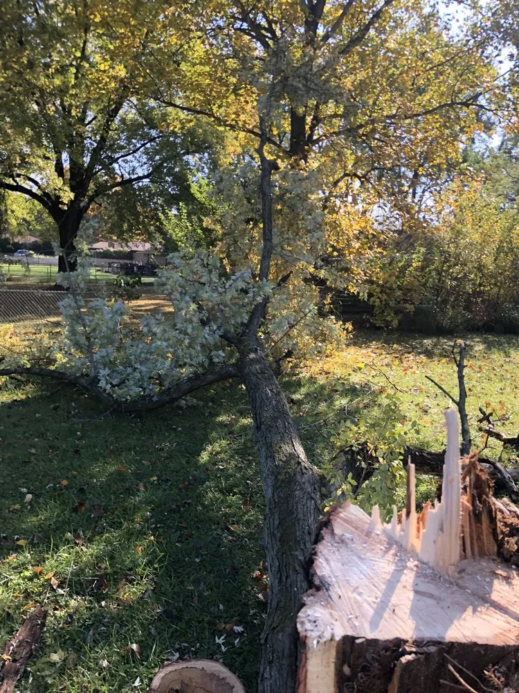 Expert yard cleanup service in Indianapolis, IN by Johnston’s Outdoor Solutions