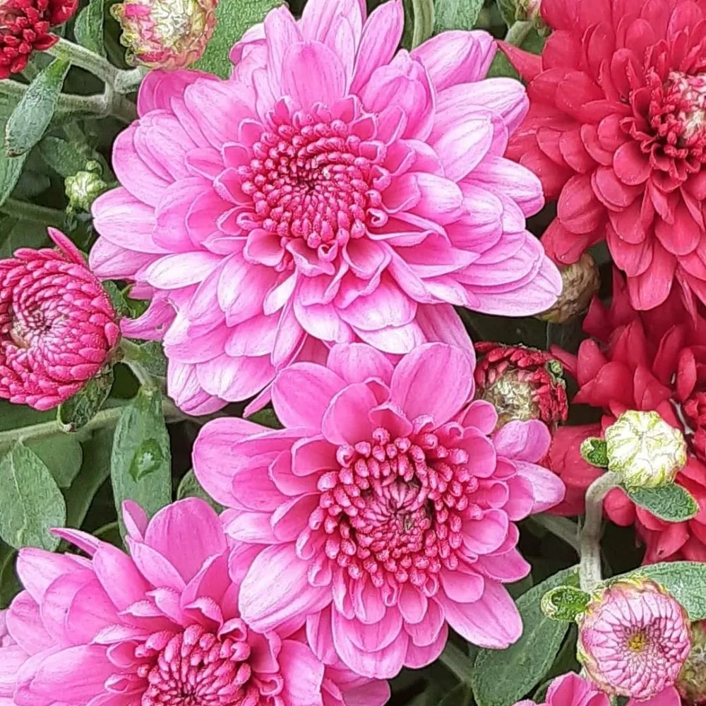 Affordable residential landscaping in Cuyahoga Falls, OH - Johny's Lawn Care