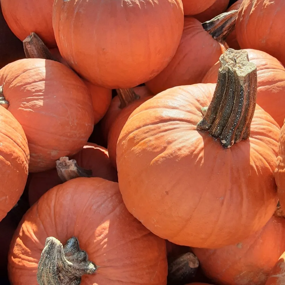 Custom landscape installation in Cuyahoga Falls, OH - Johny's Lawn Care