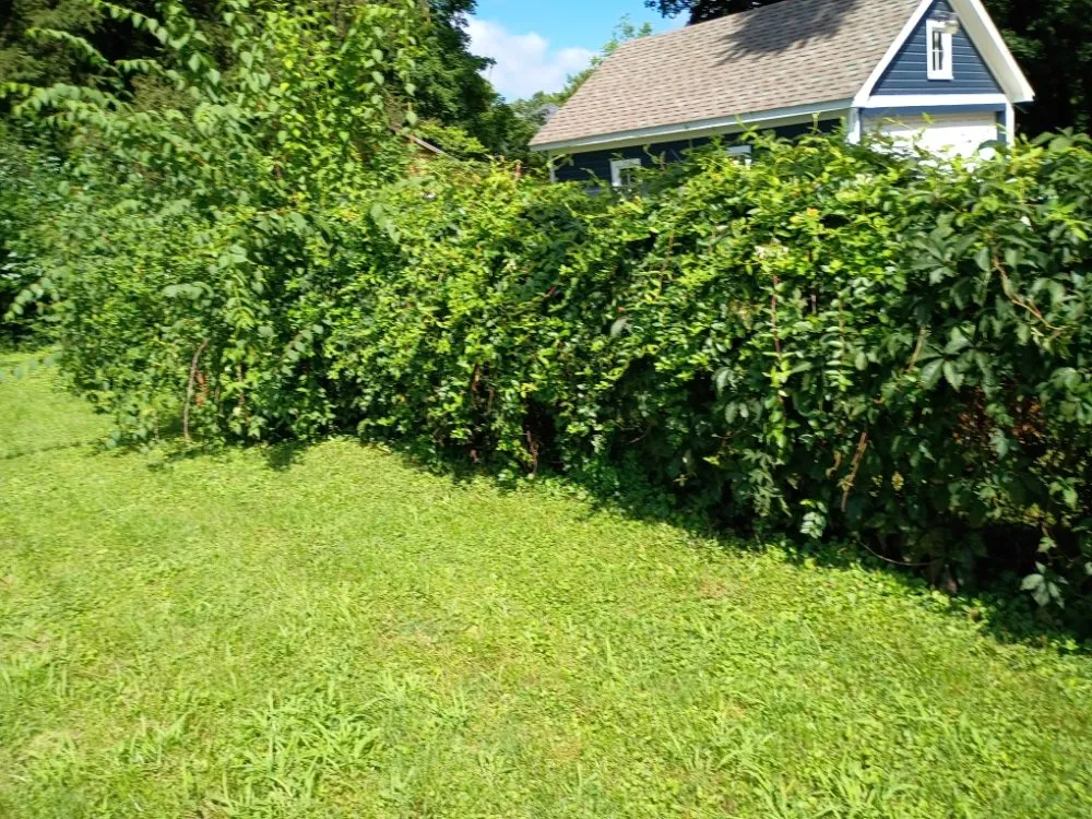 Affordable lawn mowing service in Kalamazoo, MI by Jojo and John's Handyman Service