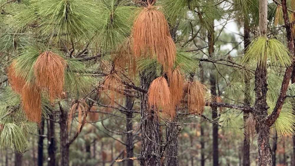 Affordable lawn care service for beautiful yards across Foley, AL - JoJo's Pine Straw