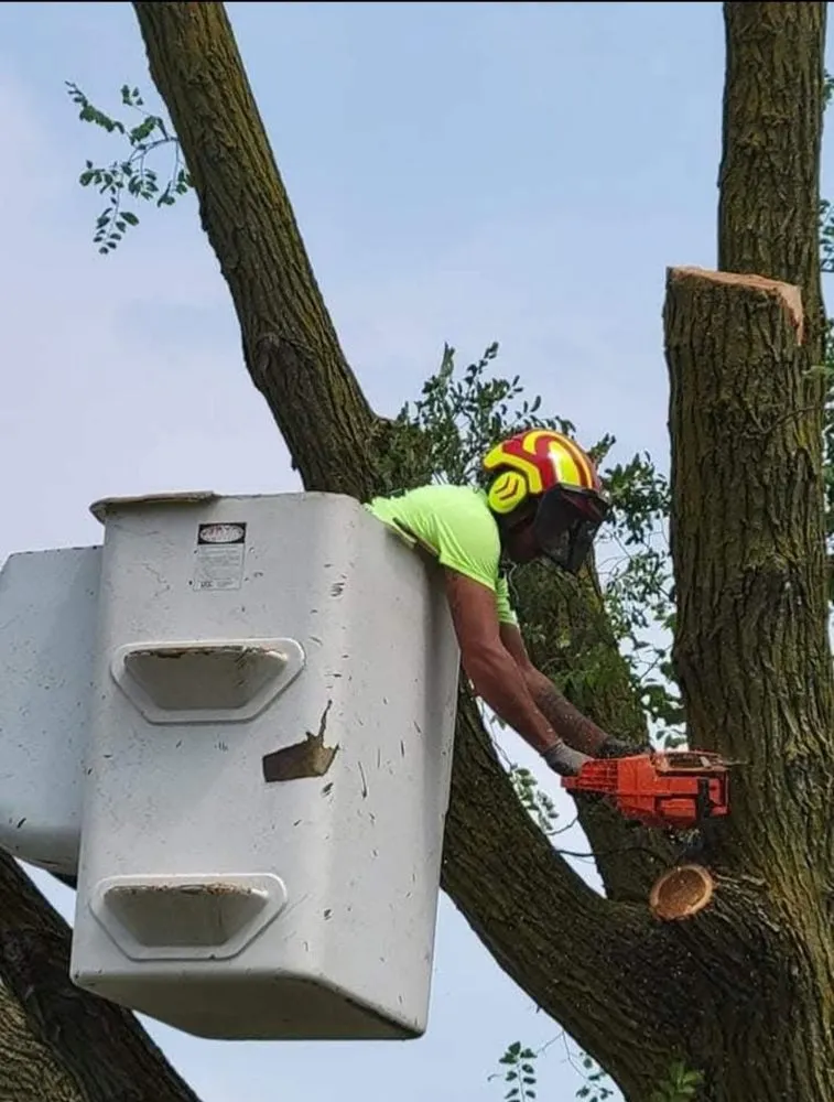 Affordable landscaping services in Raymond, OH - JOLI Lawn and Tree