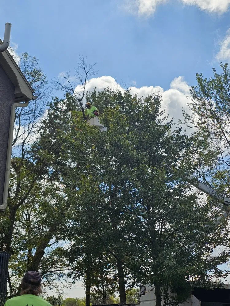 Professional landscaping services for beautiful yards in Raymond, OH by JOLI Lawn and Tree