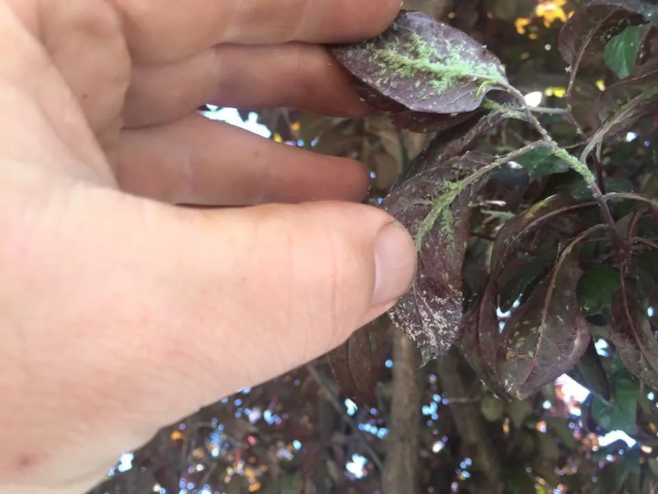 Top-rated lawn mowing service for homes across West Babylon, NY - Jolly Green Tree and Shrub Care