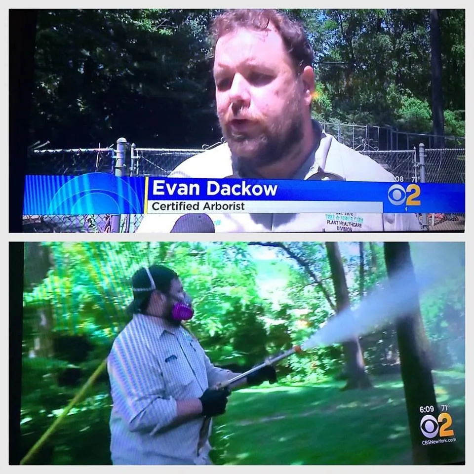 Affordable landscape design in West Babylon, NY - Jolly Green Tree and Shrub Care