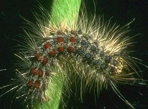 Expert yard cleanup service with custom design across West Babylon, NY - Jolly Green Tree and Shrub Care