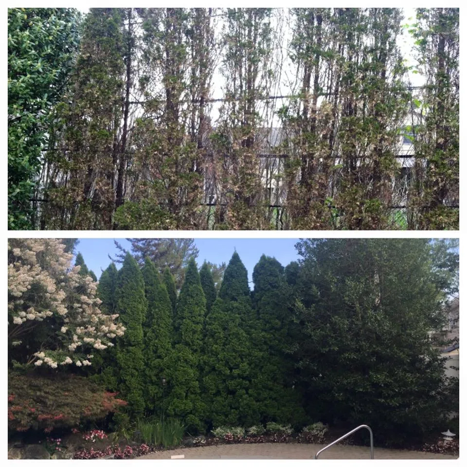 Custom landscaping services for residential properties in West Babylon, NY by Jolly Green Tree and Shrub Care