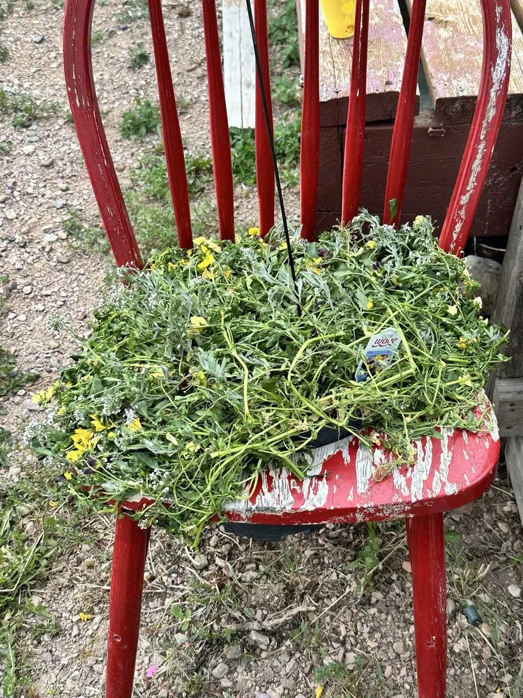 Trusted outdoor landscaping experts serving Rapid City, SD - Jolly Lane Greenhouse