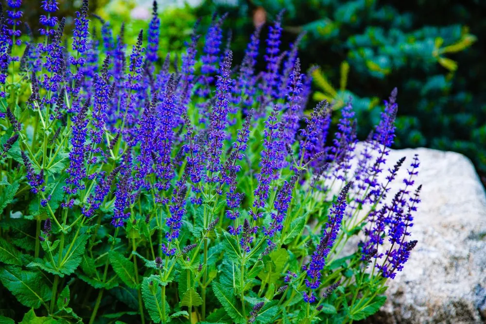 Professional yard maintenance experts serving Newton, MA - Jon Sneider Lawn Care & Tree Service