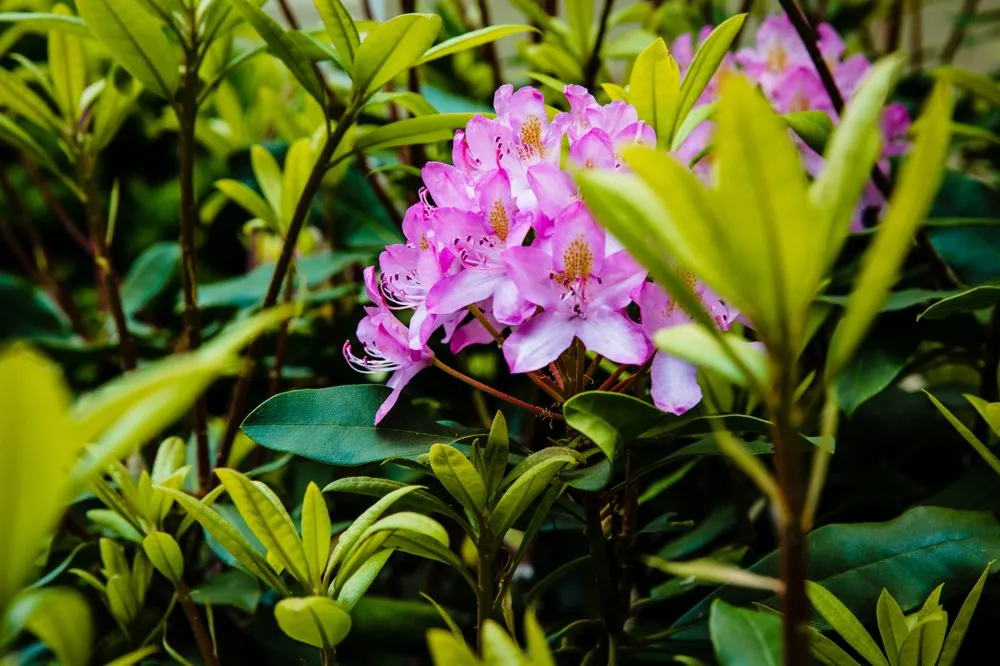 Affordable outdoor landscaping for homes in Newton, MA by Jon Sneider Lawn Care & Tree Service