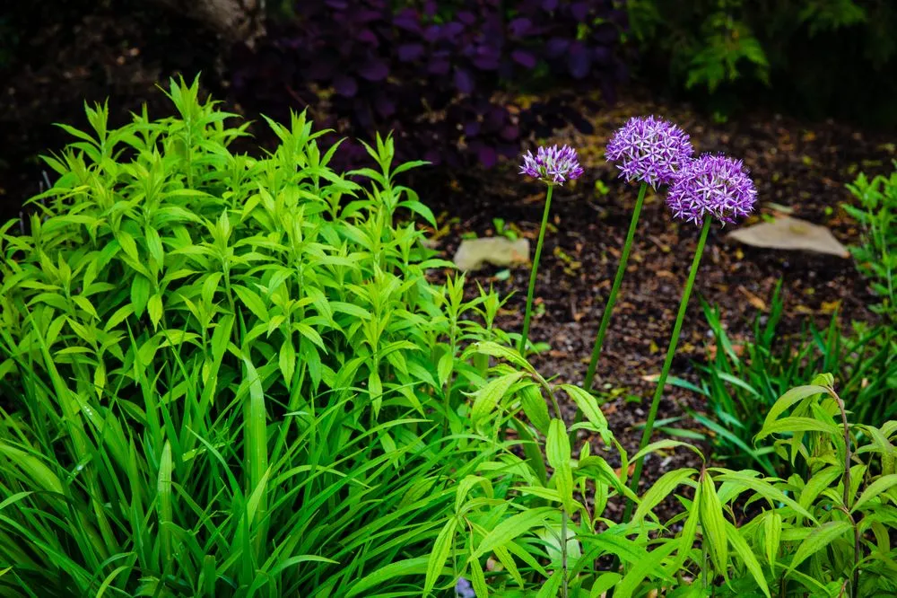 Top-rated lawn care service for outdoor upgrades across Newton, MA - Jon Sneider Lawn Care & Tree Service