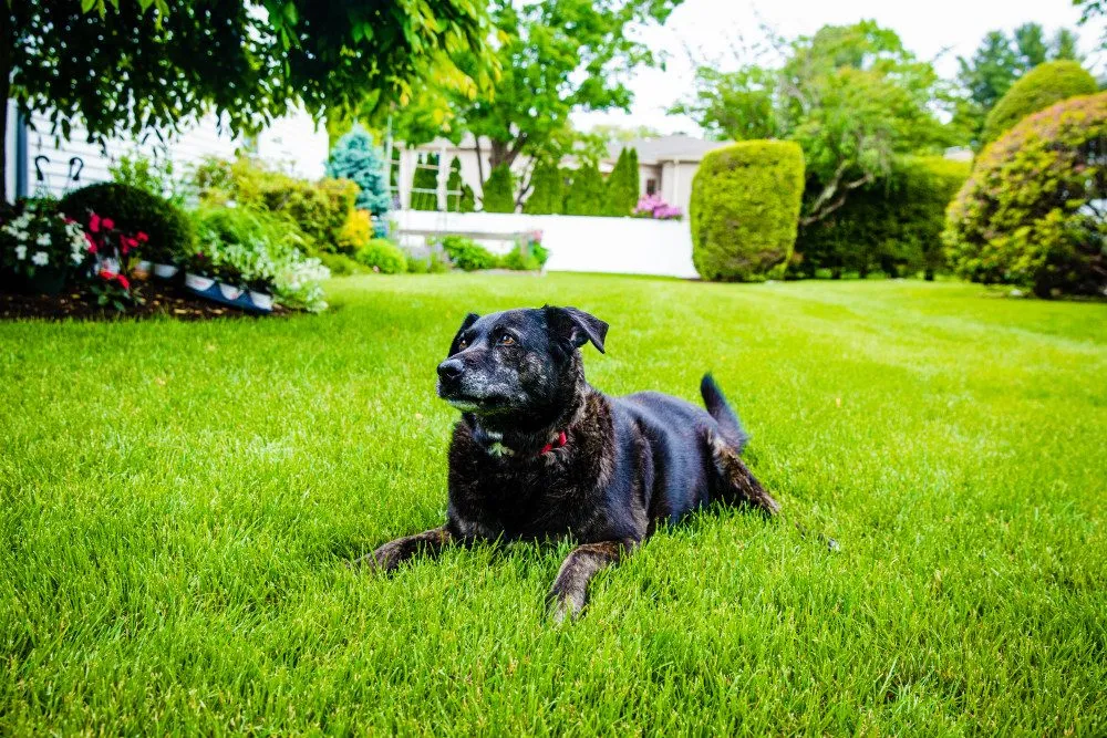 Top-rated yard cleanup service for year-round maintenance across Newton, MA - Jon Sneider Lawn Care & Tree Service