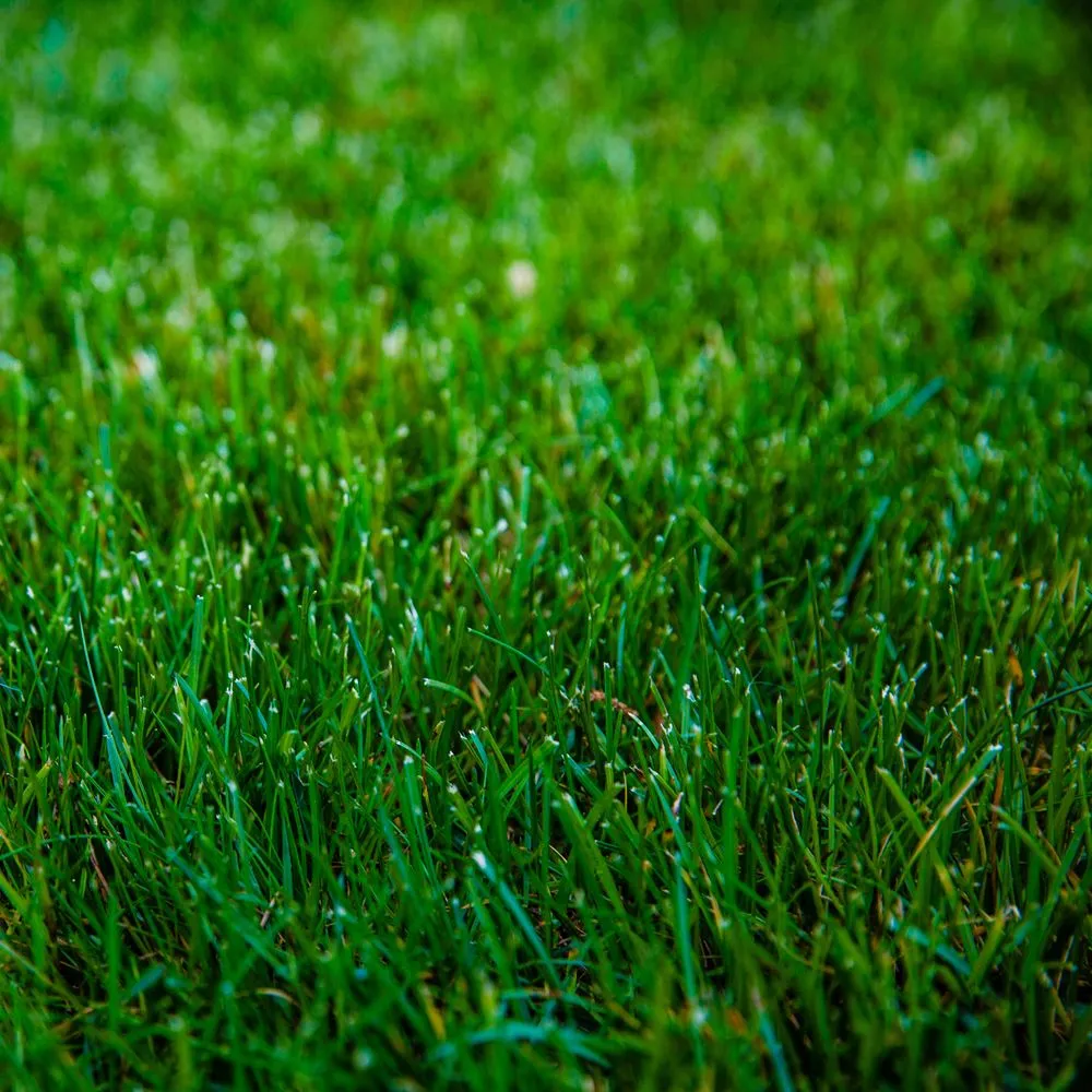 Trusted residential landscaping near you in Newton, MA by Jon Sneider Lawn Care & Tree Service